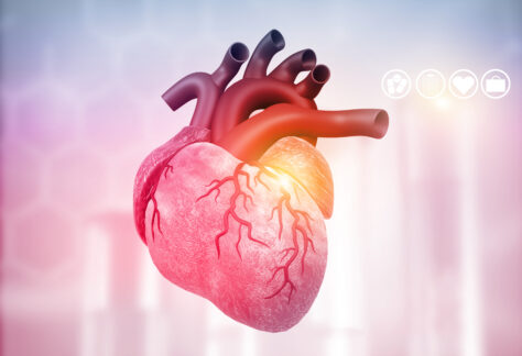 3D-Darstellung eines menschlichen Herzens mit hervorgehobenen Blutgefäßen und realistischen anatomischen Details auf einem abstrakten, hellen Hintergrund – Symbolbild für Herzgesundheit oder kardiologische Diagnostik