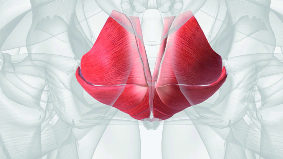 Anatomische Illustration des menschlichen Beckenbodens. Dargestellt sind die rot gefärbten Beckenbodenmuskeln in einer vorderen Ansicht, eingebettet in eine transparente Darstellung des Beckens und der umgebenden Muskulatur.