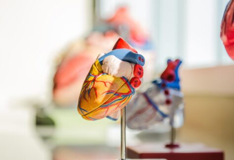 Anatomisches Herzmodell auf einem Ständer, farbig markierte Blutgefäße und Strukturen, im Hintergrund weitere unscharfe medizinische Modelle.