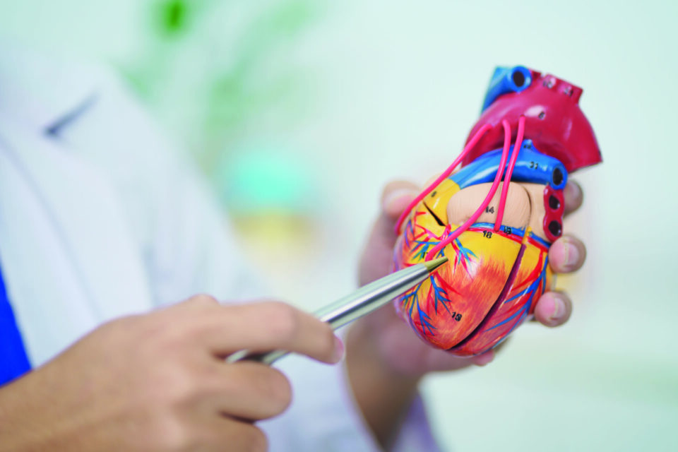 Arzt oder Ärztin zeigt anatomisches Herzmodell mit medizinischem Zeigestift